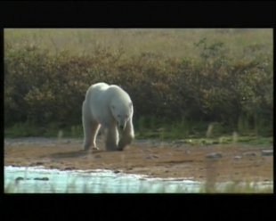 Video time - U3 - Polar Bear Alert